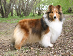 lost_sable_sheltie_example