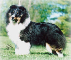 lost_tri_sheltie_example